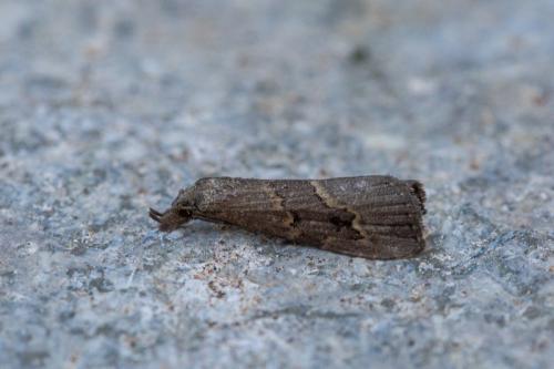 Schrankia costaestrigalis